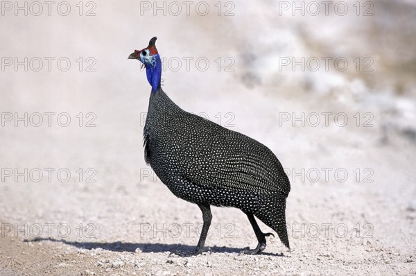 Helmeted guineafowl (numida meleagris), KENYA
