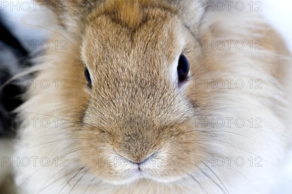 RED DWARF RABBIT, CLOSE-UP OF HEAD