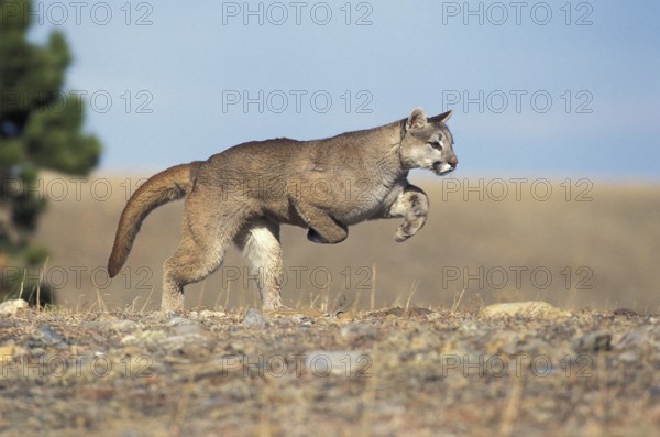 Cougar (puma concolor), Adult running, Montana