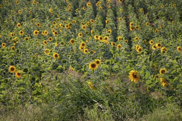 Sunflower field landscape, field of blooming sunflowers as natural background