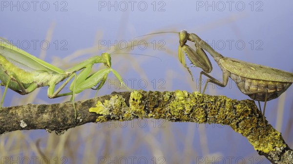 Slow motion, Two large female praying mantis meet on the same tree branch. Conflict of Transcaucasian tree mantis (Hierodula transcaucasica)