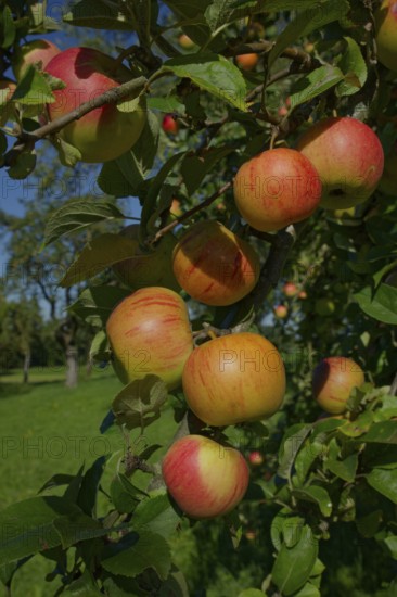Apple in a meadow orchard, Hohenlohe, Schwäbisch Hall, fruit meadow