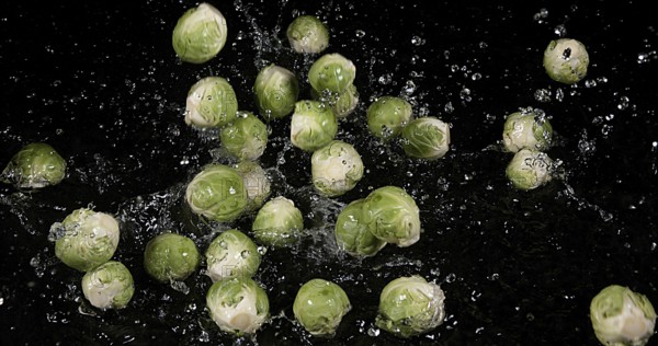 Brussels Sprouts (brassica) oleracea, Vegetable falling into Water against Black Background