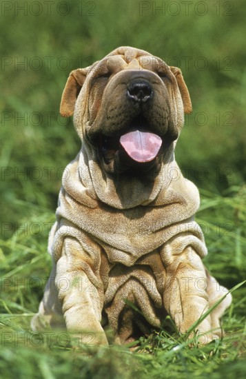 Shar-Pei dog, puppy sitting on grass with tongue out