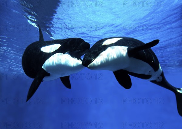 Killer Whale (orcinus orca), Adults