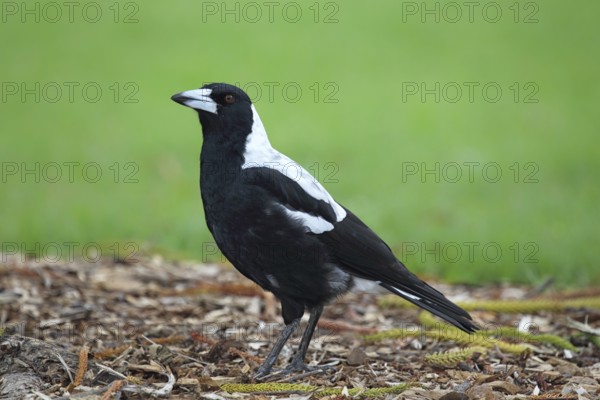 Australian magpie (Gymnorhina tibicen) in Victor Harbor, South Australia, Australia, Oceania