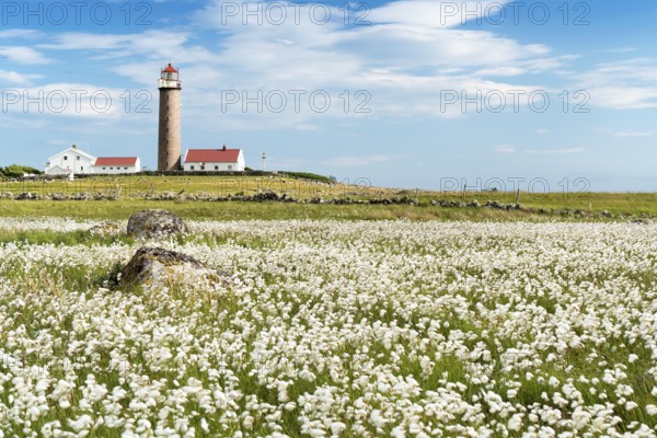 Lighthouse Lista Fyr, meadow with cotton grass, Ytre Listalandet, Borhaug, Vestbygd, Farsund, Vest-Agder, Norway, Europe