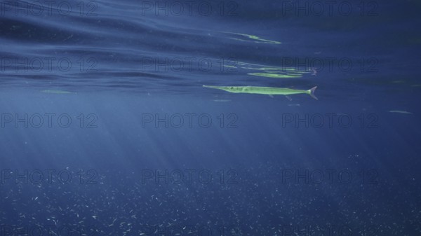 Sea Needle or Garfish swims under surface of blue water in sunburst on daytime, a large school of small fish swims under the Sea pike, Red sea, Egypt, Africa