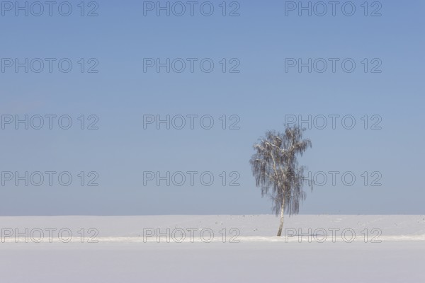 A single birch tree with branches under snow in a field under snow, with blue sky, Ingerkingen, Baden-Württemberg, Germany, Europe