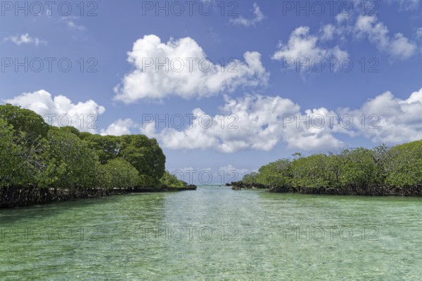 Mangroves, turquoise blue water, blue sky with white clouds, UNESCO World Heritage Site, Aldabra Atoll, Seychelles, Africa