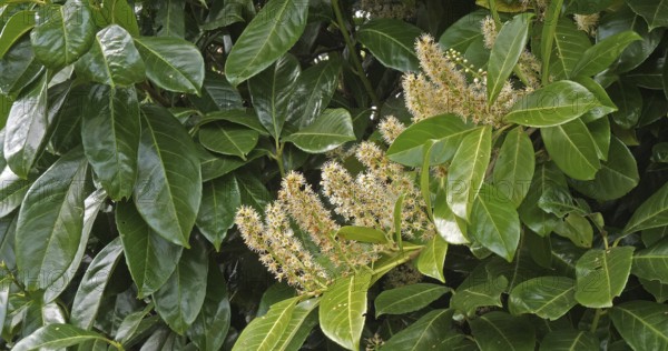 Cherry Laurel (prunus laurocerasus) or Laurel Cherry, Blooming Tree in Normandy