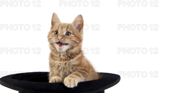 Red Tabby Domestic Cat, Kitten standing in Hat