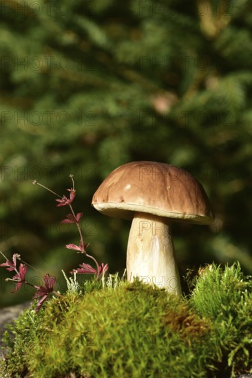 King bolete (Boletus edulis) growing on a moss cushion in autumn, Hunsrück, Rhineland-Palatinate, Germany, Europe