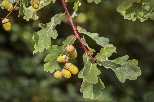 Oak leaves with acorns