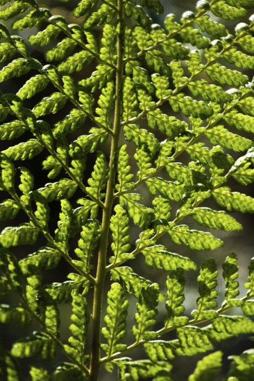 Bracken (pteridium aquilinum) Fern