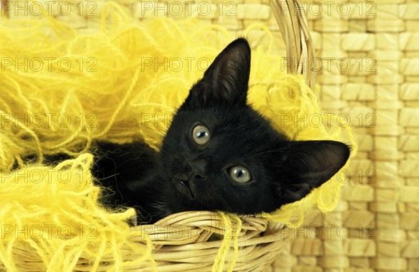 BLACK DOMESTIC CAT, KITTEN WITH WHOOL