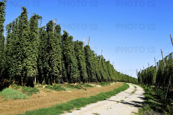 Harvested hops, hop garden, hop field, hop vines, hop bines, poles, field path, path, Nandlstadt, Holledau, Hallertau, Upper Bavaria, Bavaria, Germany, Europe