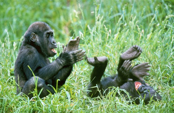 Young Western lowland gorillas (Gorilla gorilla)