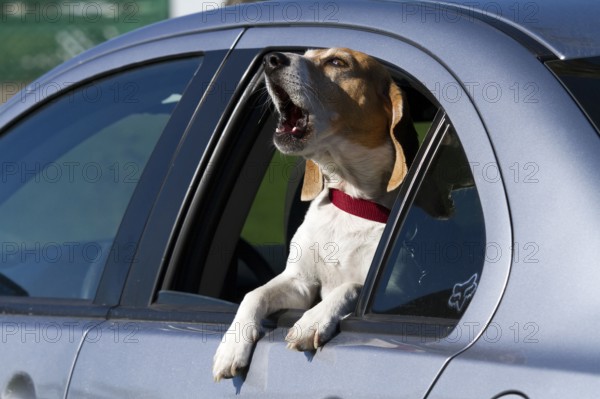 Beagle looking through open car window