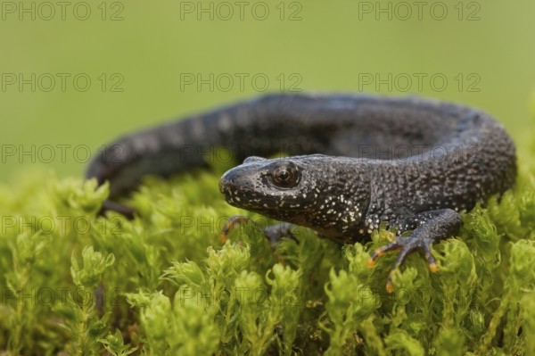 Northern crested newt (Triturus cristatus), Rhineland-Palatinate, Germany, Europe