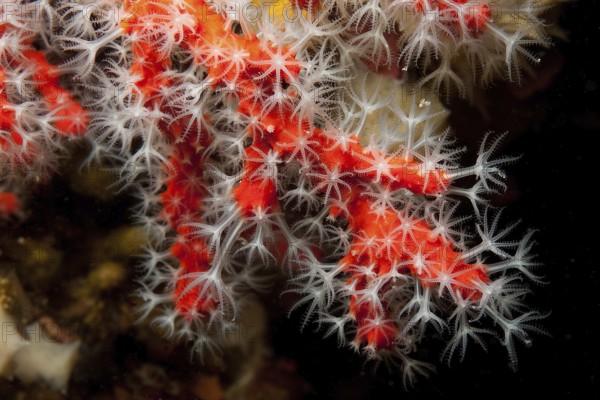 Red coral (Corallium rubrum), Red Coral, Sardinia, Europe, Mediterranean Sea, Italy, Europe