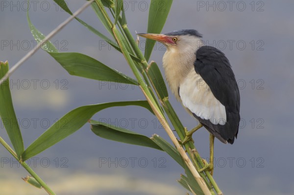 Little bittern (Ixobrychus minutus), male, Lake Kerkini, Greece, Europe