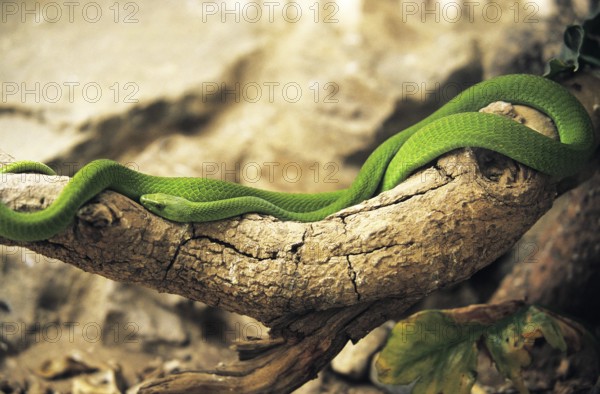 GREEN MAMBA (dendroaspis angusticeps) ON BRANCH