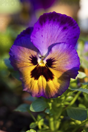 Pansy, Pansy