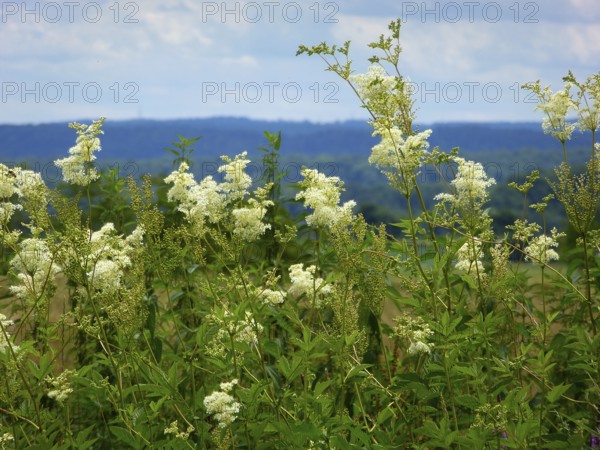 Medicinal plant : Meadowsweet (Filipendula ulmaria) flowering, True meadowsweet