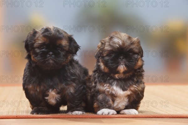 Shih Tzu, puppies, 6 weeks