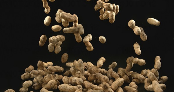 Peanuts (arachis hypogaea), Fruits falling against Black Background