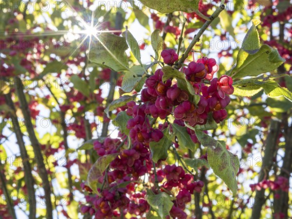 Rays of sunshine, european spindle (Euonymus europaeus), Fikšinci, Slovenia, Europe