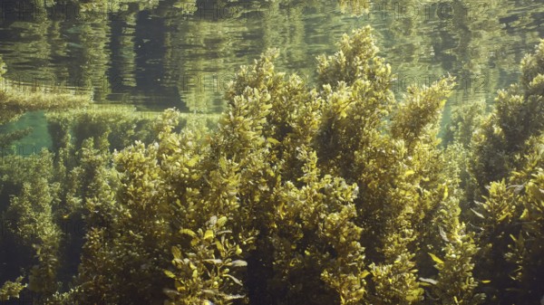 Thickets Seaweed Brown (Sargassum) swaying on waves creeping along under surface of water reflected in it on bright sunny day in sunrays, Red sea, Egypt, Africa