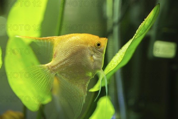 Gold Pterophyllum Scalare in aqarium water, yellow angelfish guarding eggs. Roe on the leaf