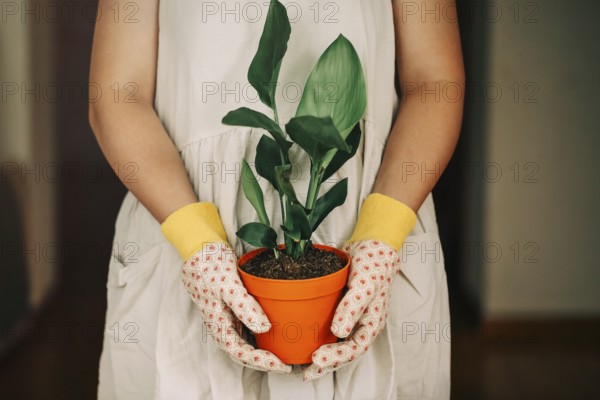 Unrecognizable (Strelitzia Reginae) female gardener in dress and gloves carrying orange pot with plant at home