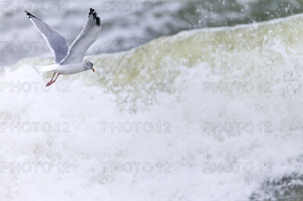 European herring gull (Larus argentatus), the bill is yellow with a red spot at the tip of the bill, the legs and feet are flesh-coloured (Photo European Herring Gull in search of food in the surf), European Herring Gull, the bill is yellow with a red spot, the feet and legs are pinkish (Herring Gull) (Photo European Herring Gull in search of food in the surf)