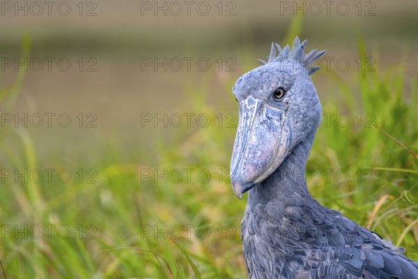 Shoebill (Balaeniceps rex), also Abu Markub, animal portrait, Bangweulu Swamps, Zambia, Africa