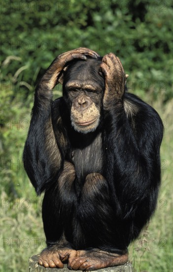 Common chimpanzee (pan troglodytes), adultR WITH FUNNY FACE, SCRATCHES ITS HEAD