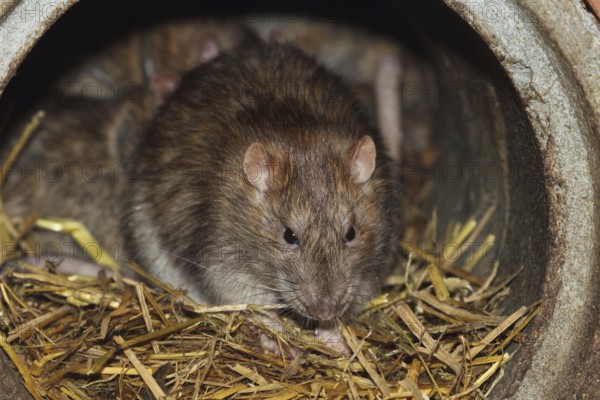 Norway rat (Rattus) Brown Rat norwegicus