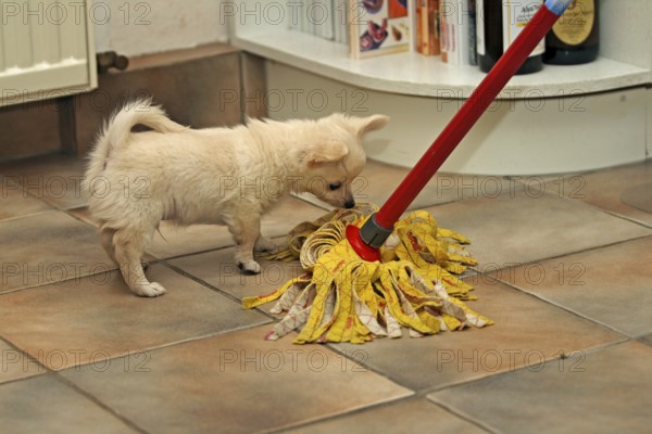 Woman cleaning the kitchen with a mop and Chihuahua puppy, 9 weeks old, playfully biting the fringes of the mop