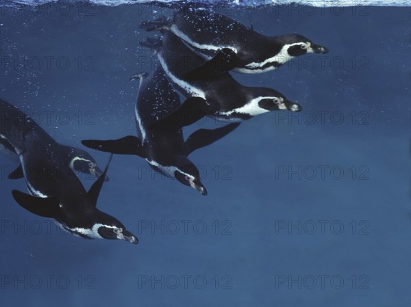 Humboldt Penguin (spheniscus humboldti), Adults swimming under water