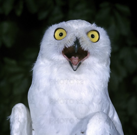 Snowy owl (nyctea scandiaca), adult calling