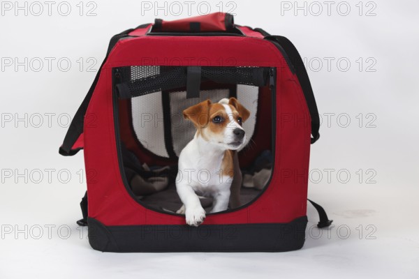 Jack Russell Terrier, puppy, 9 weeks, bitch, in open kennel, transport box, box, fabric box
