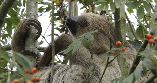 Two Toed Sloth (choloepus didactylus), Adult Hanging from Branch