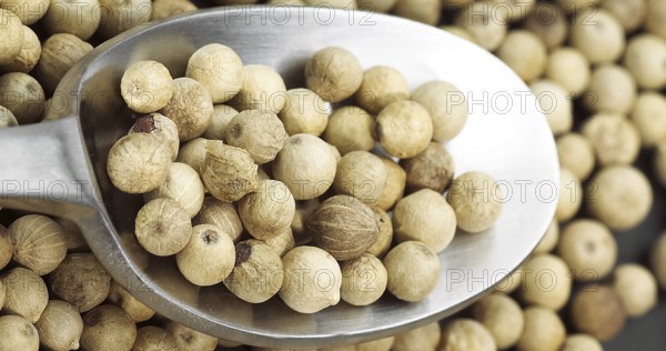 White Peppercorn (piper nigrum), Berries in a Spoon