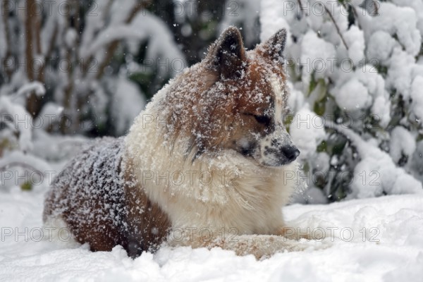 A dog sits relaxed in the snow, his fur is covered with snowflakes, winter, Elo