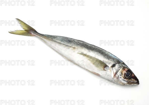 Horse mackerel, Horse mackerel, Horse mackerel, Wood mackerel, Other animals, Fish, Animals, Horse mackerel, FRESH HORSE MACKEREL on white background