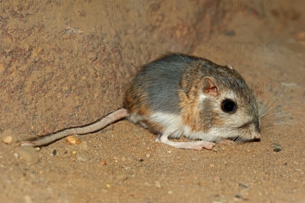 Merriam's kangaroo rat (Dipodomys merriami), Merriam's kangaroo rat, Merriam's kangaroo rat, Merriam's kangaroo rat, Merriam's kangaroo rat