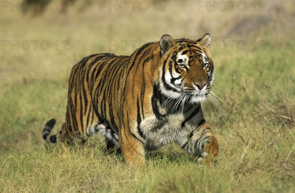 Bengal Tiger (panthera tigris tigris), Adult