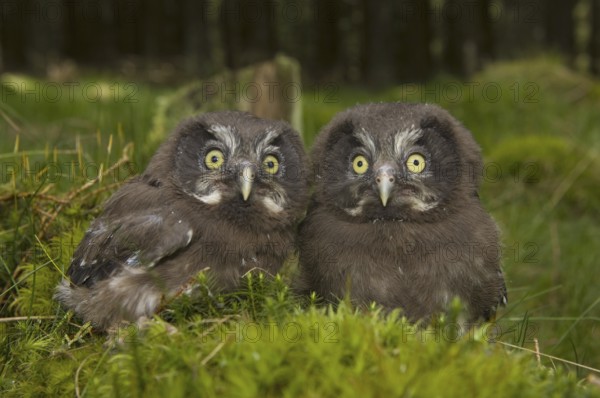 Tengmalm's Owl (Aegolius funereus), Branched Owl, Tengmalm's owl